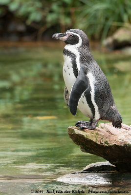 Humboldt PenguinSpheniscus humboldti