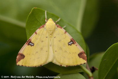 Brimstone MothOpisthograptis luteolata