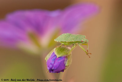 Green Shield BugPalomena prasina