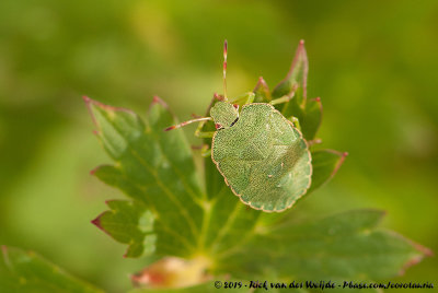 Green Shield BugPalomena prasina