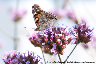 Painted LadyVanessa cardui