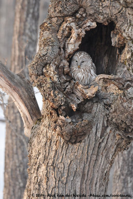 Ural Owl<br><i>Strix uralensis japonica</i>