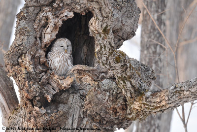 Ural Owl  (Oeraluil)