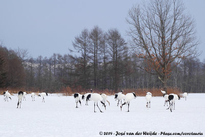 The Cranes of Tsurui