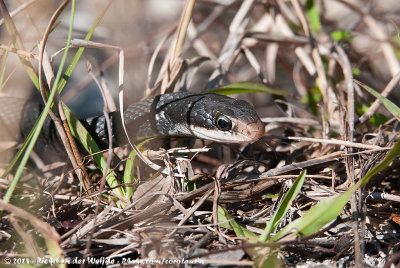 Southern RacerColuber constrictor priapus