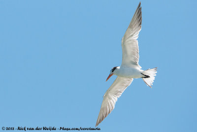 Royal Tern<br><i>Thalasseus maximus</i>