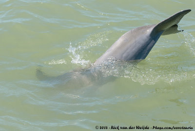 Common Bottle-Nosed Dolphin  (Tuimelaar)