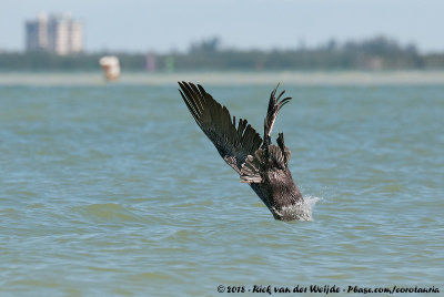 Brown PelicanPelecanus occidentalis carolinensis