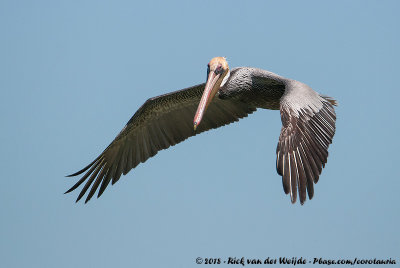 Brown PelicanPelecanus occidentalis carolinensis