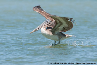 Brown PelicanPelecanus occidentalis carolinensis