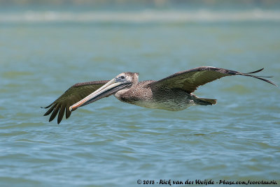 Brown PelicanPelecanus occidentalis carolinensis