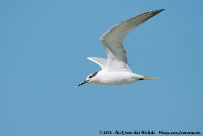 Cabot's Tern  (Amerikaanse Grote Stern)