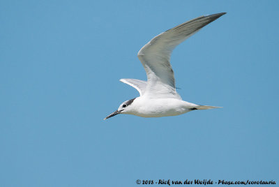 Cabot's TernThalasseus acuflavidus acuflavidus