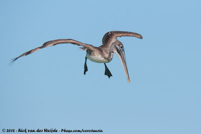 Brown PelicanPelecanus occidentalis carolinensis