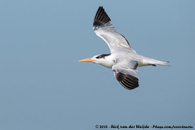 Royal Tern  (Koningsstern)