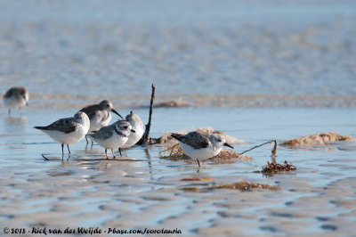 Piping Plover<br><i>Charadrius melodus ssp.</i>