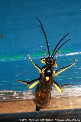 Ichneumon Wasp unknownIchneumonidae indet.