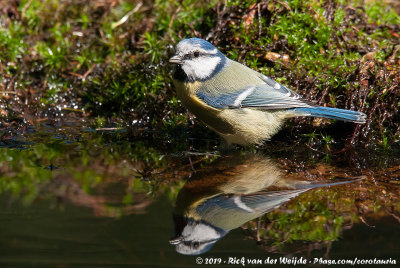 Eurasian Blue TitCyanistes caeruleus caeruleus