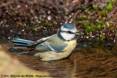 Eurasian Blue TitCyanistes caeruleus caeruleus