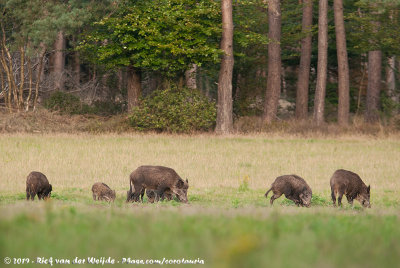 Wild BoarSus scrofa scrofa