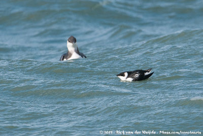 Little Auk<br><i>Alle alle alle</i>