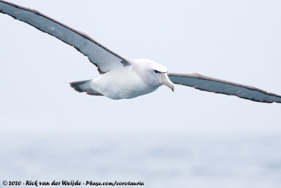 Salvin's AlbatrossThalassarche salvini