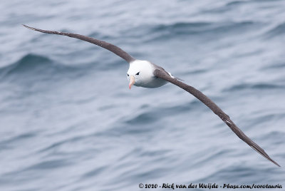 Black-Browed AlbatrossThalassarche melanophris