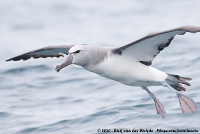 Salvin's AlbatrossThalassarche salvini