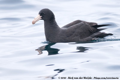 Northern Giant PetrelMacronectes halli