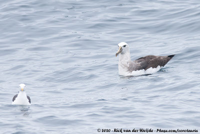 Buller's AlbatrossThalassarche bulleri ssp.