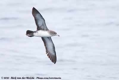 Pink-Footed ShearwaterArdenna creatopus