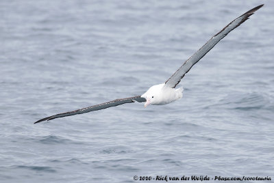 Northern Royal AlbatrossDiomedea sanfordi