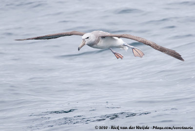 Salvin's AlbatrossThalassarche salvini