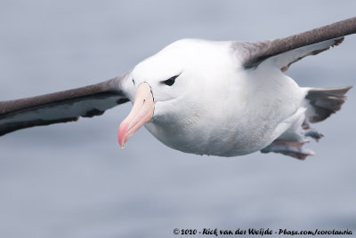 Black-Browed Albatross  (Wenkbrauwalbatros)