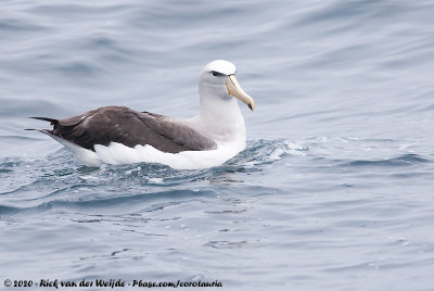 Salvin's AlbatrossThalassarche salvini