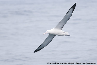 Northern Royal AlbatrossDiomedea sanfordi