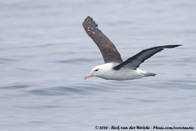 Black-Browed AlbatrossThalassarche melanophris