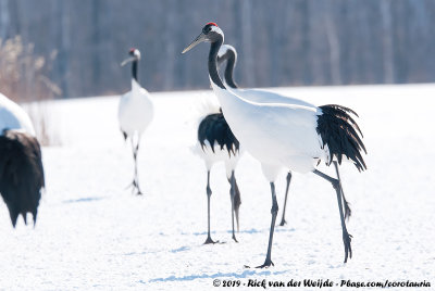 Red-Crowned CraneGrus japonensis