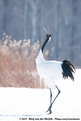 Red-Crowned CraneGrus japonensis