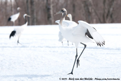 Red-Crowned CraneGrus japonensis