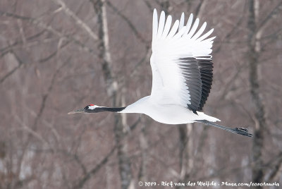 Red-Crowned CraneGrus japonensis