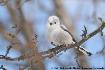 White-Headed Long-Tailed TitAegithalos caudatus caudatus