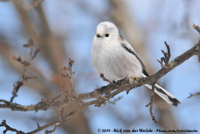 White-Headed Long-Tailed TitAegithalos caudatus caudatus