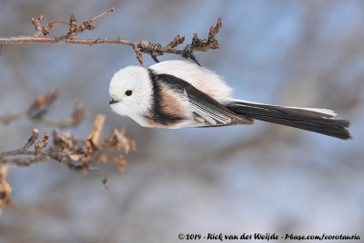 White-Headed Long-Tailed TitAegithalos caudatus caudatus