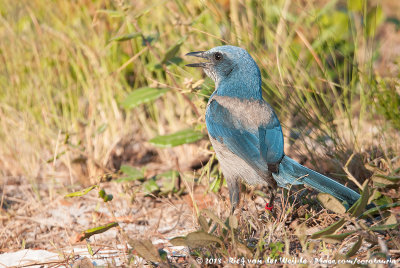 Florida Scrub JayAphelocoma coerulescens