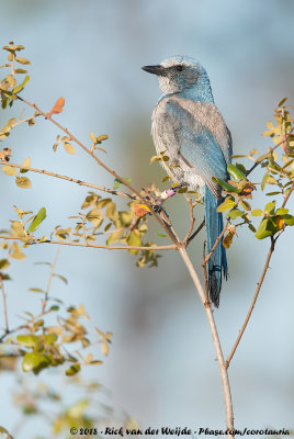 Florida Scrub JayAphelocoma coerulescens