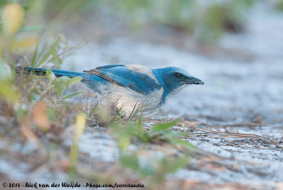 Florida Scrub JayAphelocoma coerulescens