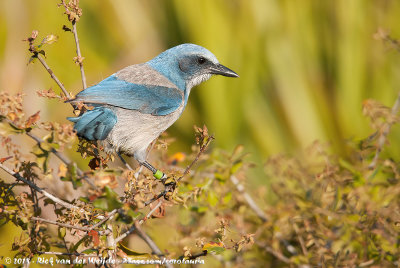 Florida Scrub JayAphelocoma coerulescens