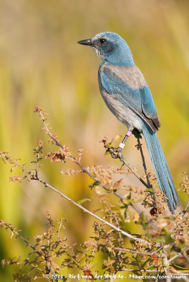 Florida Scrub JayAphelocoma coerulescens