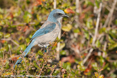 Florida Scrub JayAphelocoma coerulescens